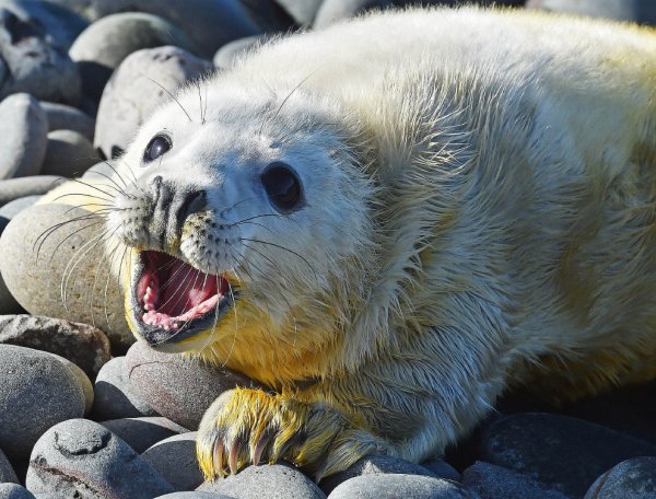 Уникальные животные