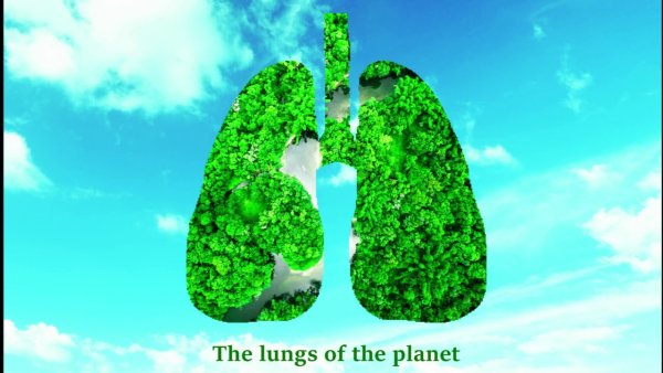 Лёгкие нашей планеты