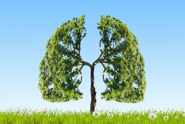 Деревья легкие планеты