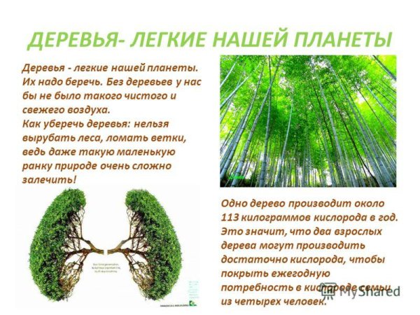 Деревья легкие нашей планеты