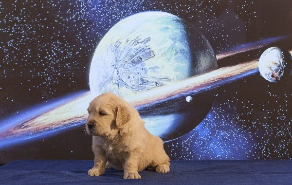 Собака в Космаче