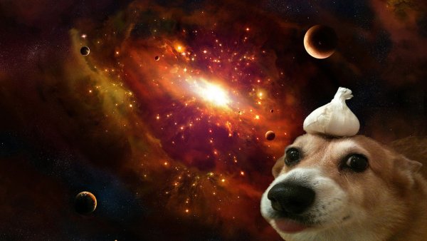 Собака на фоне космоса