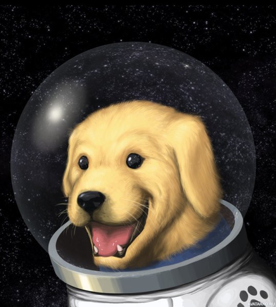 Собаки космонавты