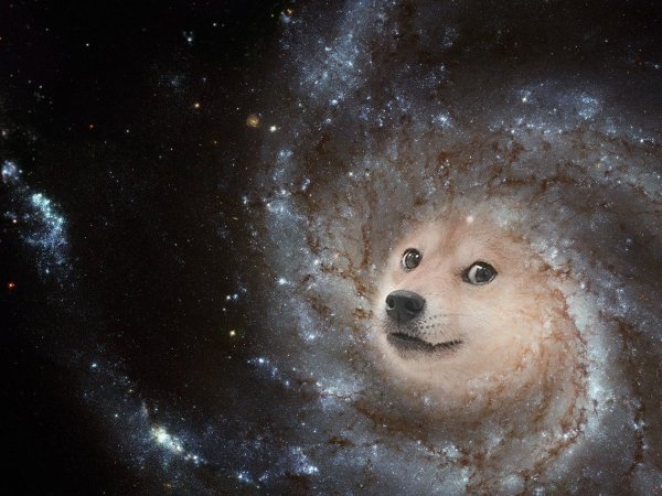Собака на фоне космоса