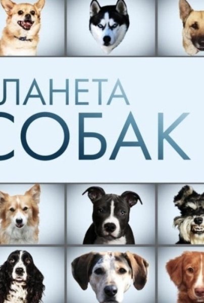КК «Планета собак»