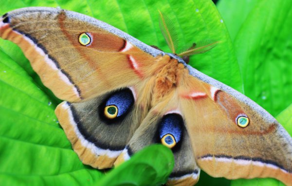 Бабочки большие очень красивые