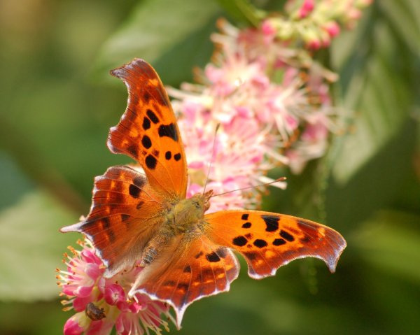 Олимпиус Инферно бабочка