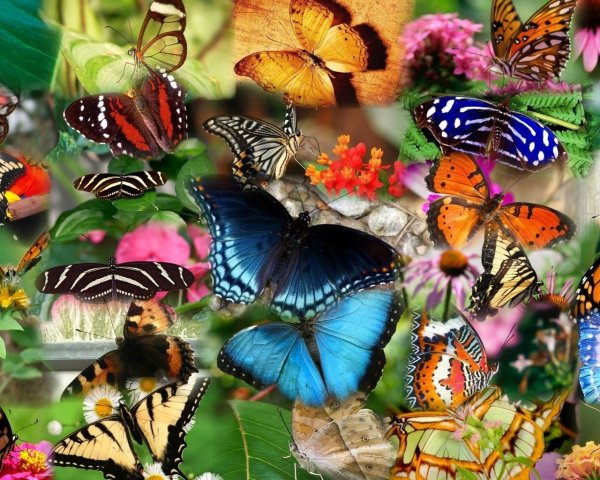 Несколько бабочек