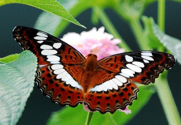 Самая красивая бабочка в мире