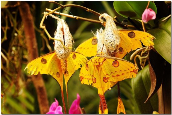 Argema mittrei Мадагаскарская Комета