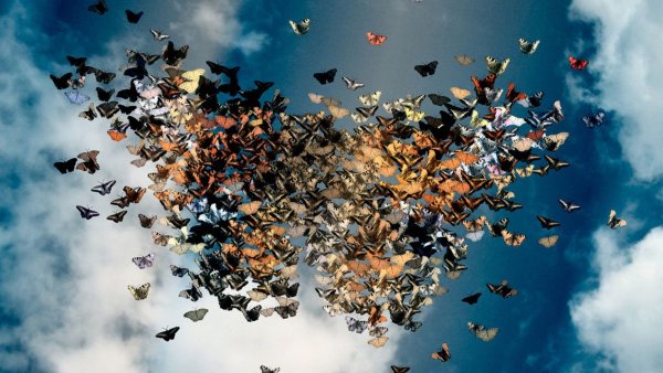 Стайка бабочек