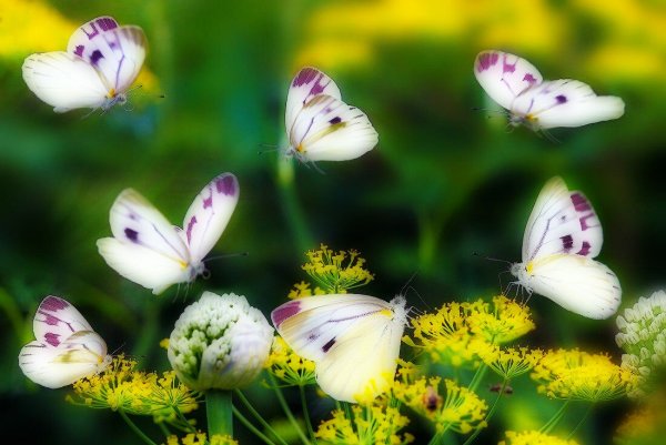Много бабочек
