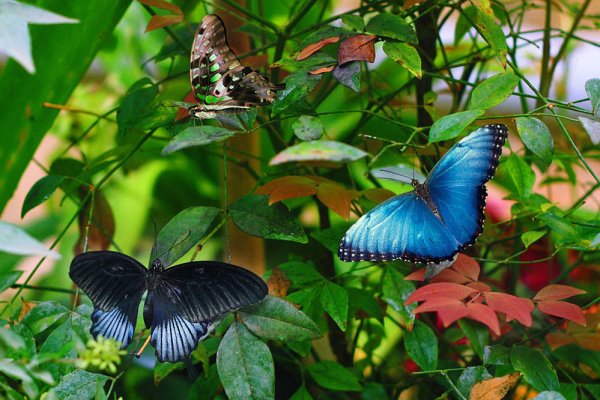 Бабочки в Ботаническом саду в Москве