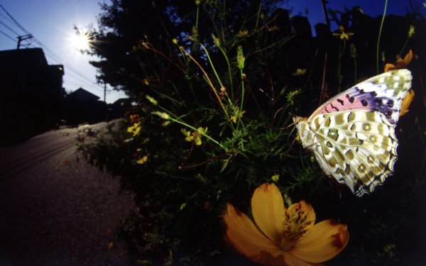 Вечер бабочки