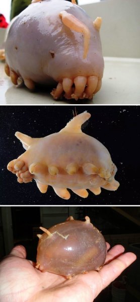 Морская свинья голотурия