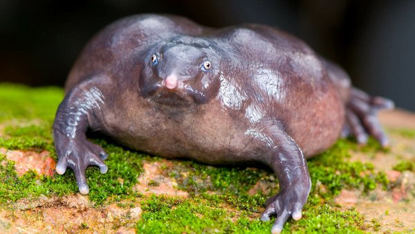 Лягушка Nasikabatrachus sahyadrensis
