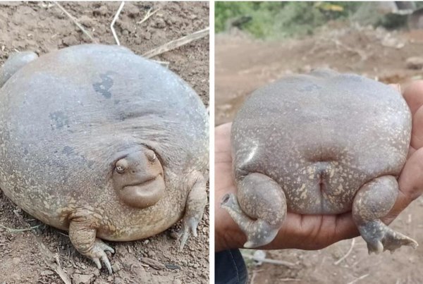 Glyphoglossus Molossus