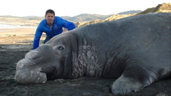 Животные гиганты