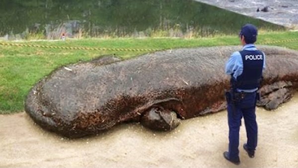 Китайская исполинская саламандра птица