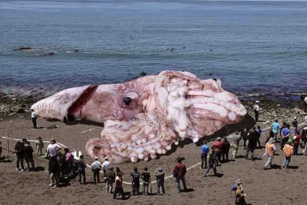 Гигантский кальмар нападение на человека видео