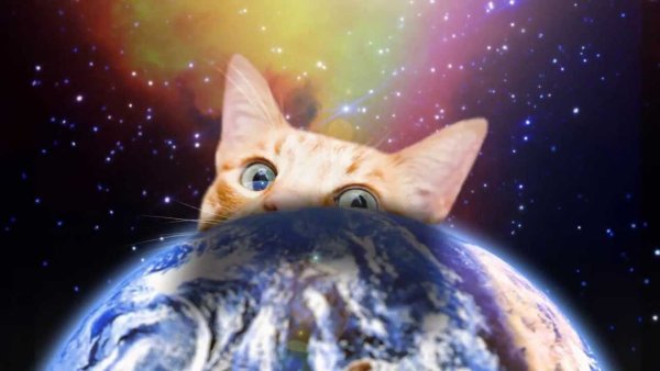 Кот с космическими глазами