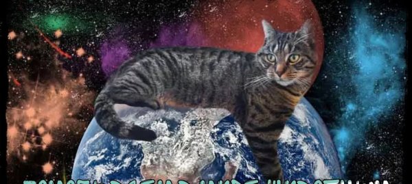 Кот во Вселенной
