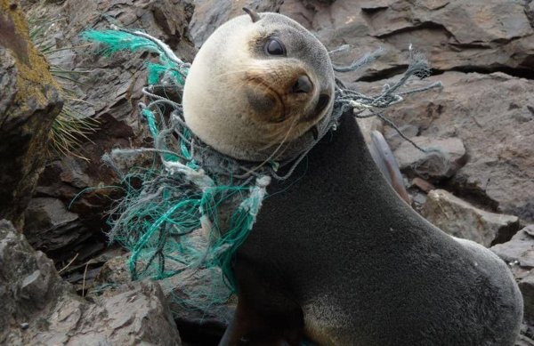 Животные и пластиковый мусор