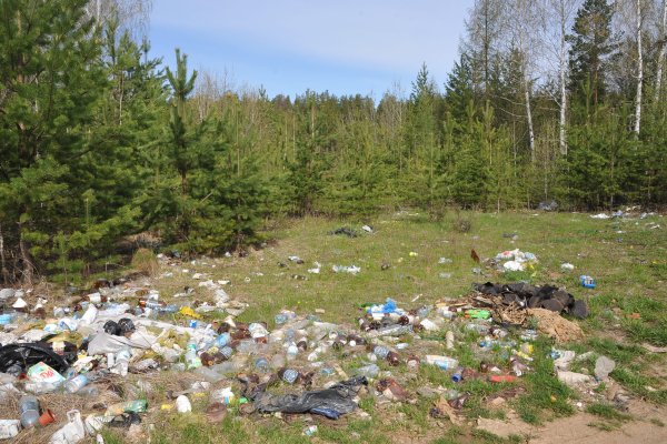 Загрязнение лесов