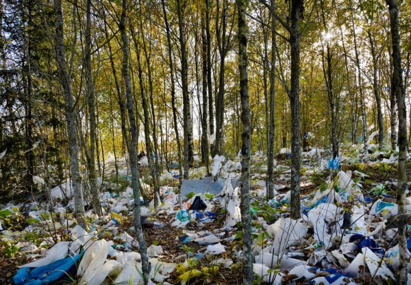 Пластик в лесу