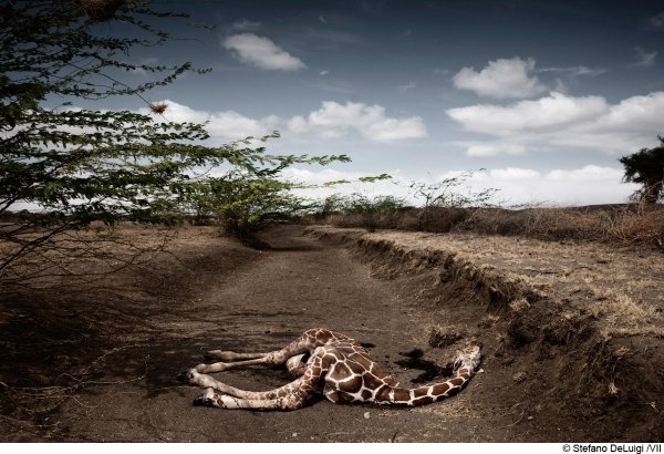 Мертвая природа