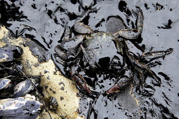 Гибель животных от нефти