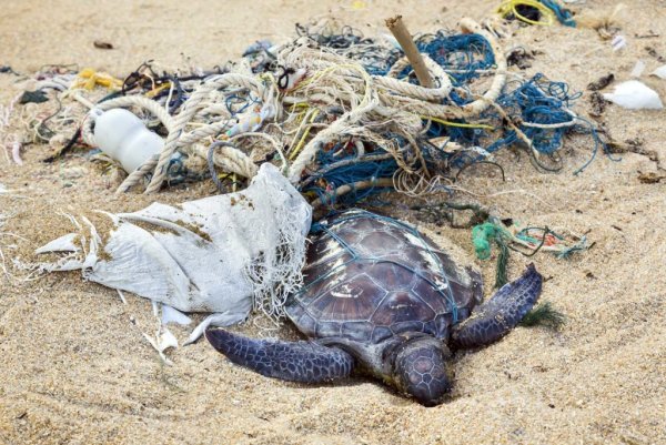 Морские животные в мусоре