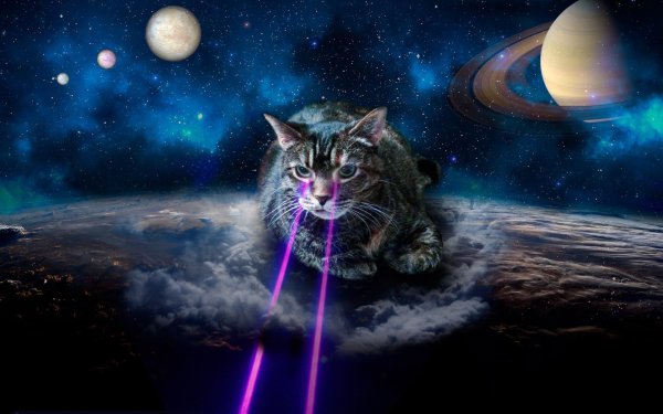 Кот на фоне космоса