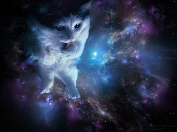 Кот в космосе