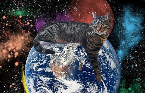 Коты планеты