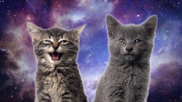 Котята на фоне космоса