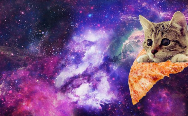 Котик на фоне космоса