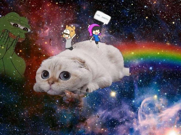 Кот в космосе