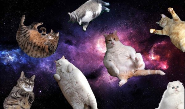 Мемы 2022 с котом