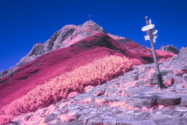 Розовая Планета фото