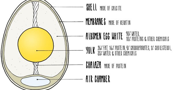 Орфическое яйцо