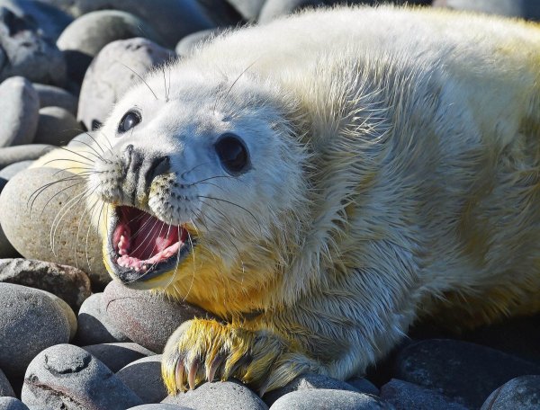 Интересные зверьки