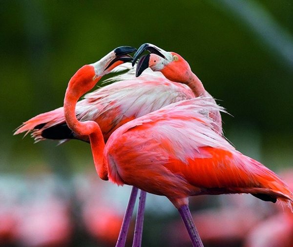 Красный Карибский Фламинго