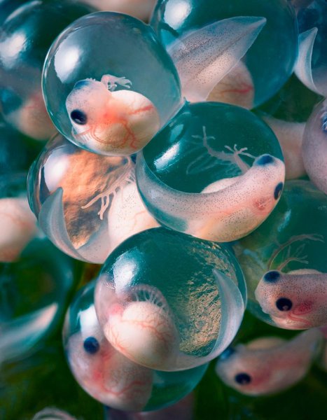 Икринка головастик лягушка