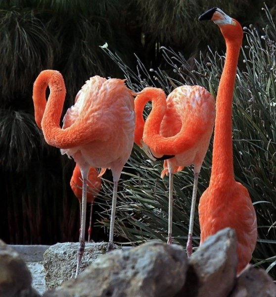 Необычные красивые животные