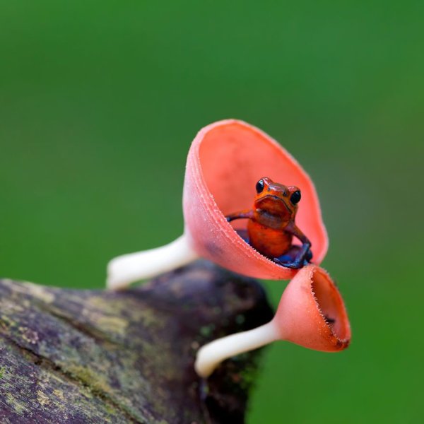 Самые необычные лягушки