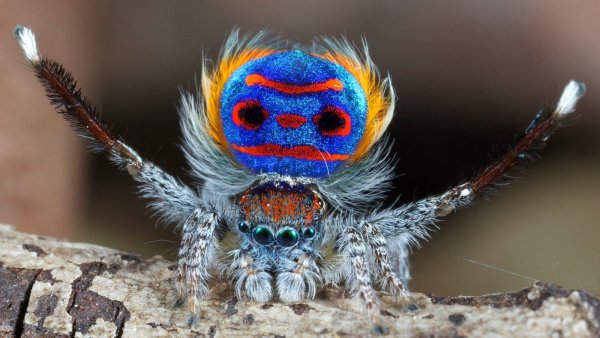 Паук Maratus speciosus