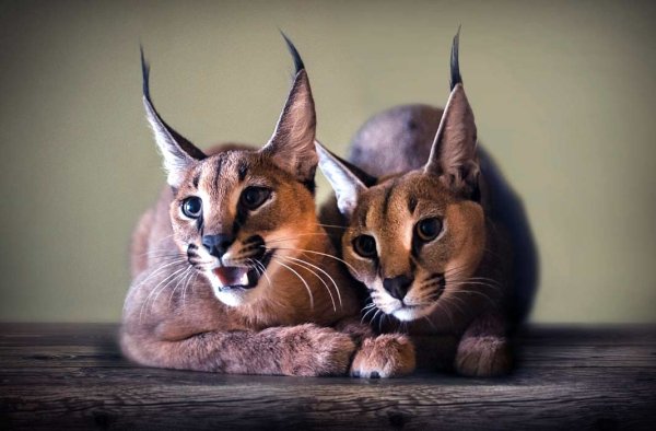 Каракал кошка красивая