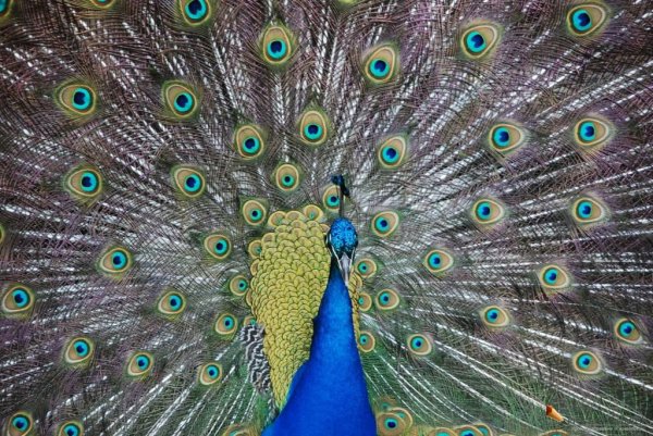 Самые красивые птицы в мире