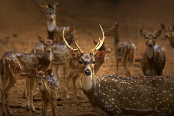 Животный мир нашей планеты